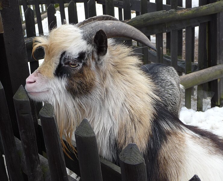 Erzgebirge - Wildpark Osterzgebirge Geising ()