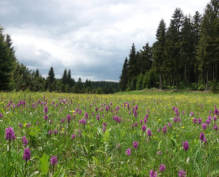 Wiese am Holperbachweg ()