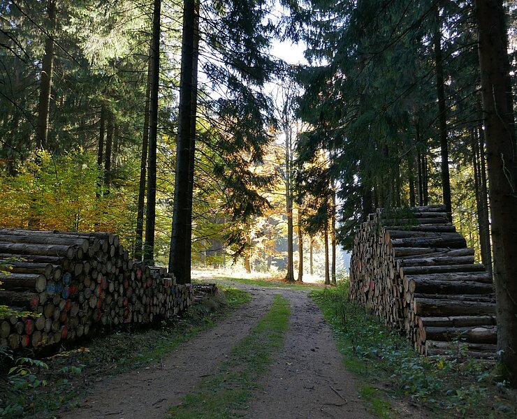 Wald (TI ReBi)