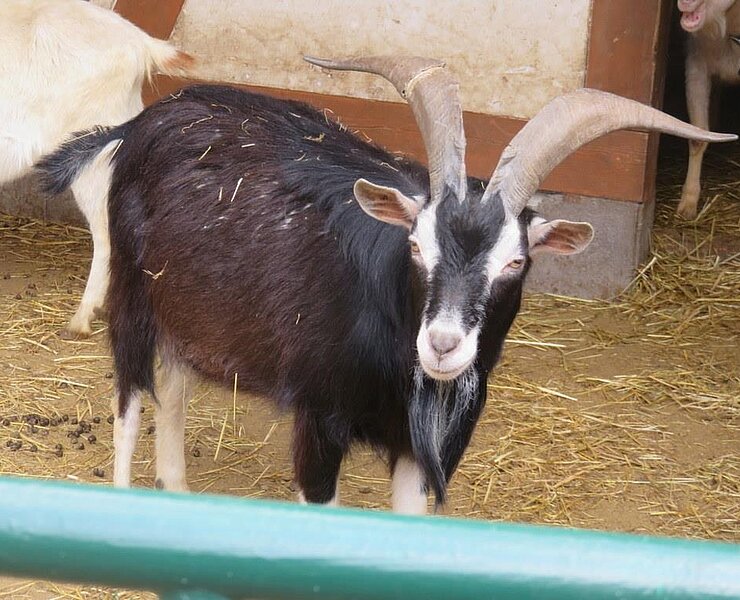Tiergehege Glauchau - Ziegen (Stadt Glauchau)