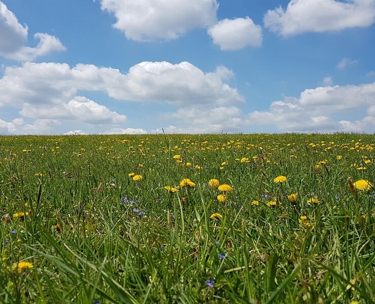 Blumenwiese hinter Gästehaus ()