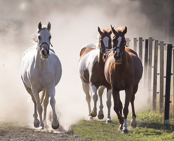 Running Horses ()