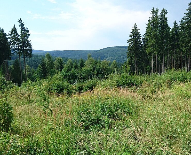 Richtung Große Mittweida/Scheibenberg (Online TVE)