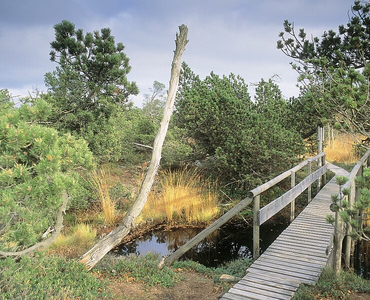 Brücke Georgenfelder Hochmoor (Christian Prager)