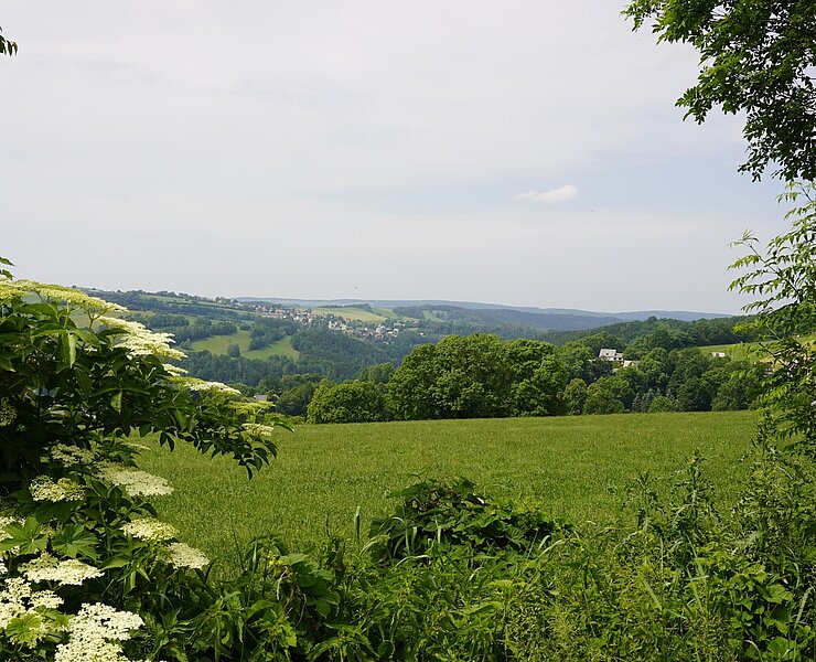 Grünhaichichen (Robert Arnold)