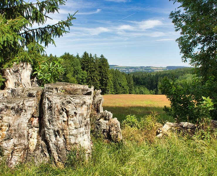ehemalige neunstämmige Buche ()