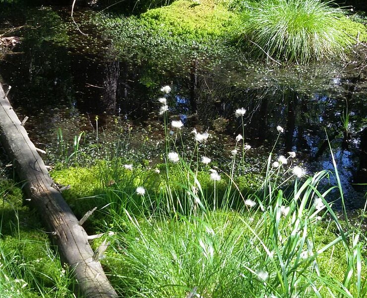Hochmoor Kleiner Kranichsee Johanngeorgenstadt (Birgit Knöbel)