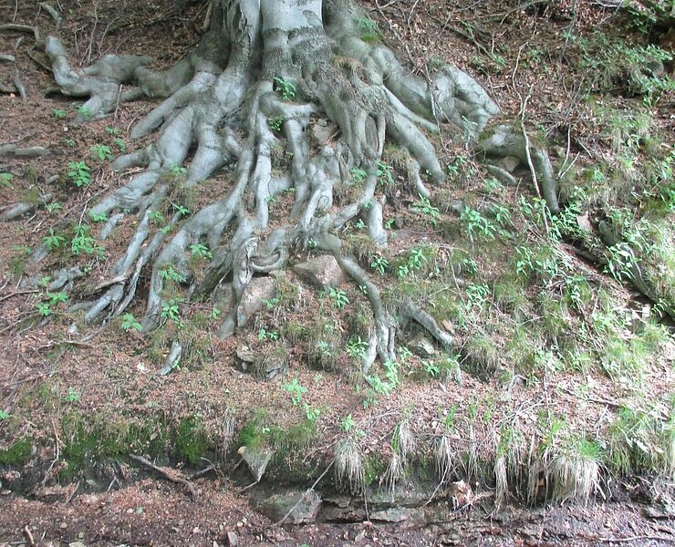 Natur pur am Flossgraben (Undine Weise Neuhausen Tourismus)