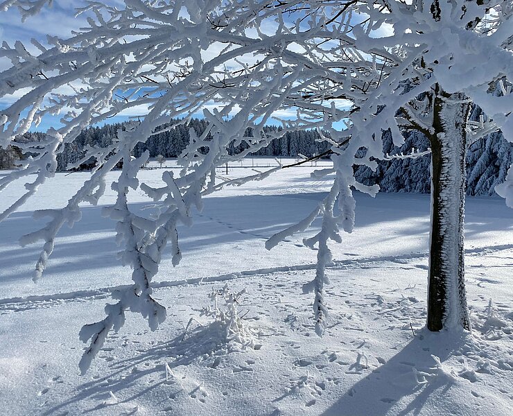 Winter-21-BerghotelTalblick-Oberholzhau-Eisbaum-1 (Iris Gläser)