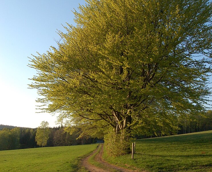 Hasengründel (Matthias Drechsel)