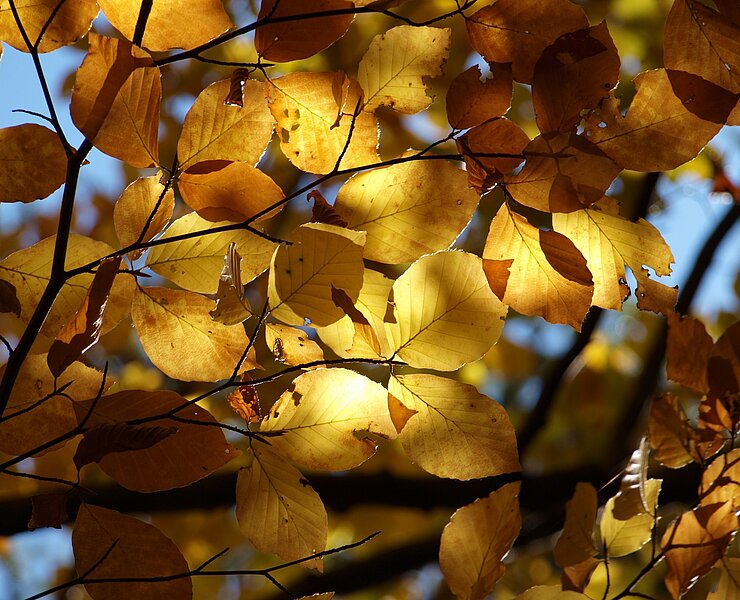 Herbstlaub (Matthias Drechsel)