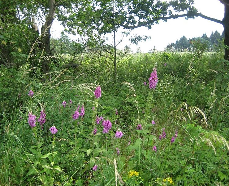 Roter Fingerhut am Wegesrand bei Gornsdorf (Corinna Bergelt)