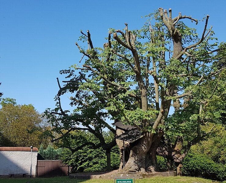 Schlosslinde (Doreen Fiebig)