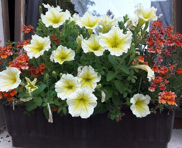 Blumen am Ferienhaus ()