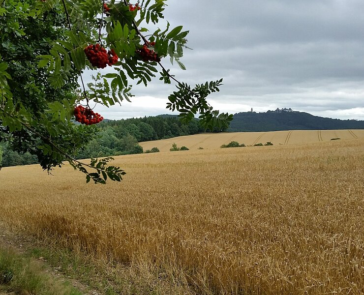Großer Rundweg Erdmannsdorf Blick auf Augustusburg (Doreen Fiebig)