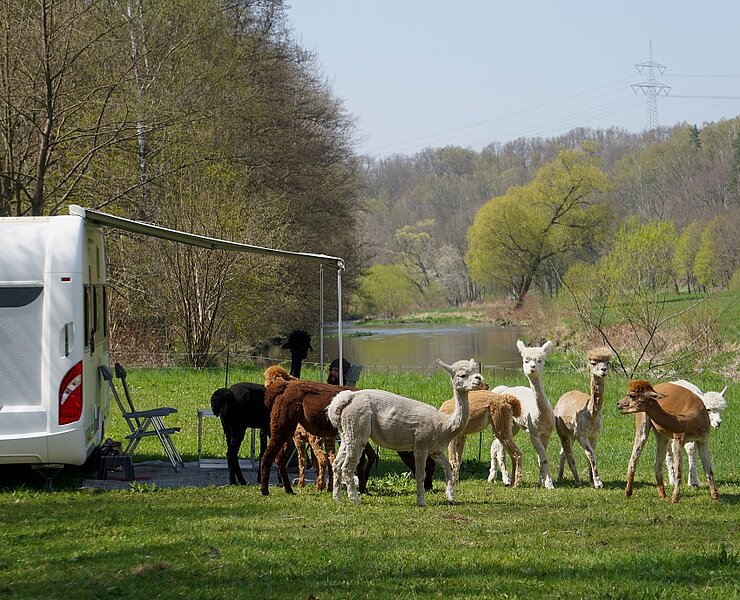 Ferienwohnung Alpakas im Chemnitztal (Marco Schönherr)