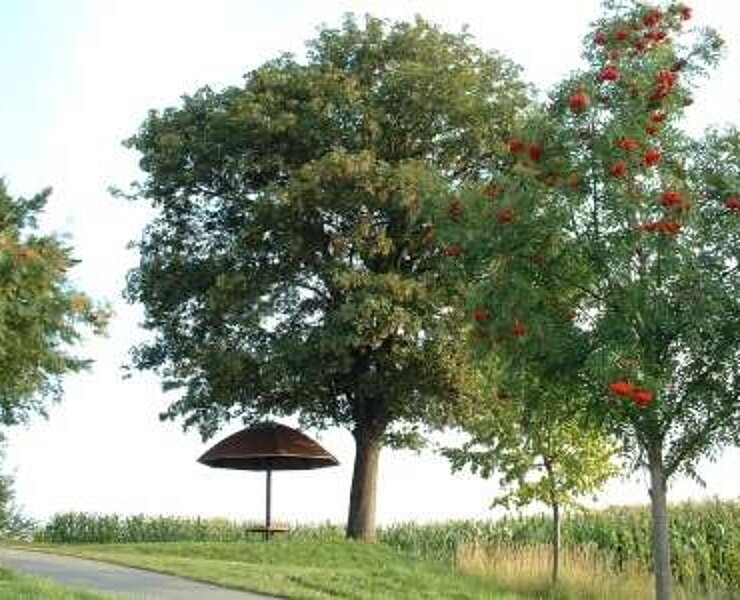 Aussichtspunkt Pilz (Sabine May)