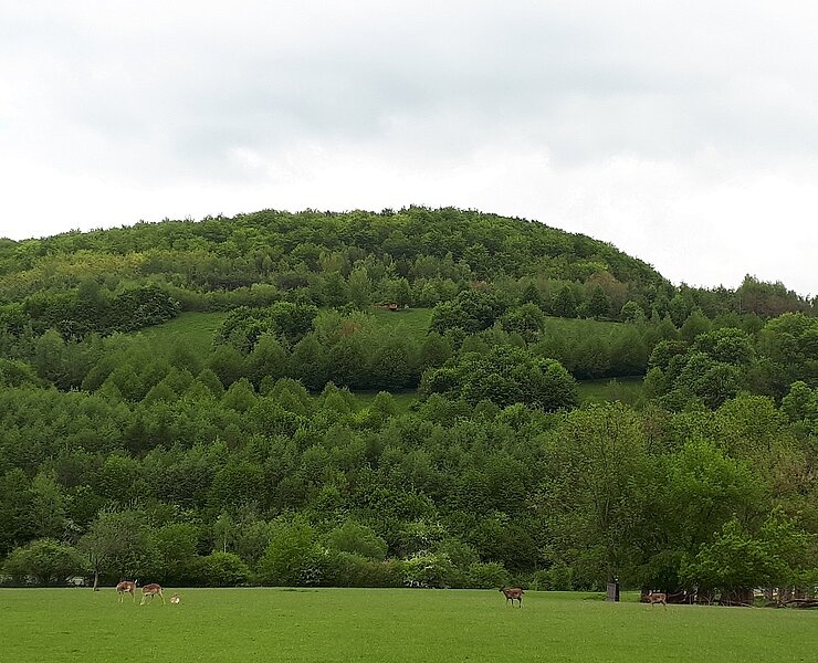 Biedenkopfblick vom Kurpark Bad Schlema aus ()