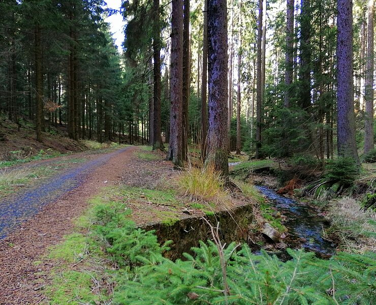 Waldwege in der Nähe von Oberbärenburg ()