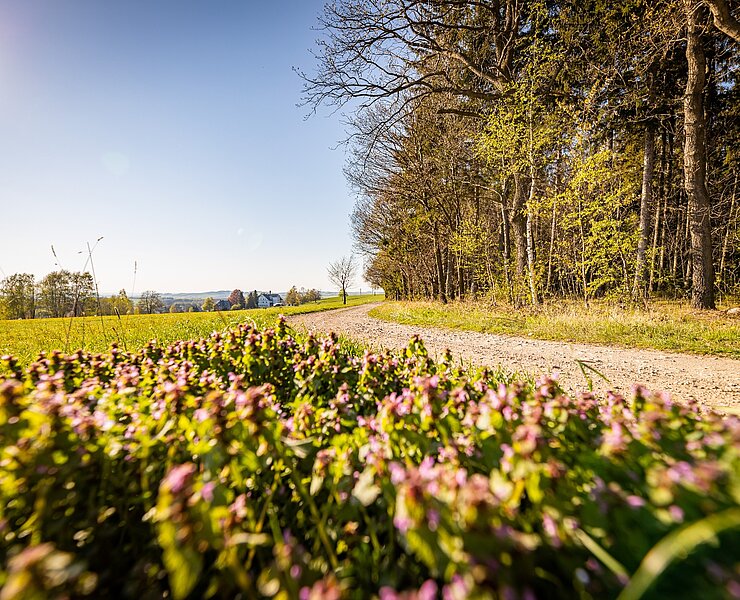 Insektenweide am Wegesrand (Eric Fresia, Fresia Photography)