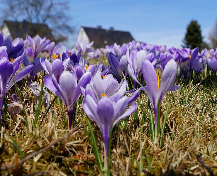 Drebacher Krokusse (Corinna Bergelt)