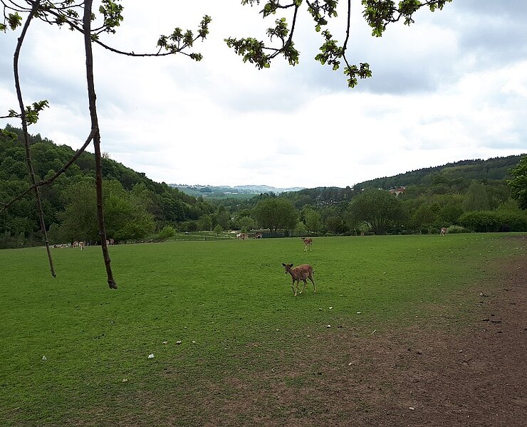 Kurpark mit Damwildgehege in Bad Schlema ()