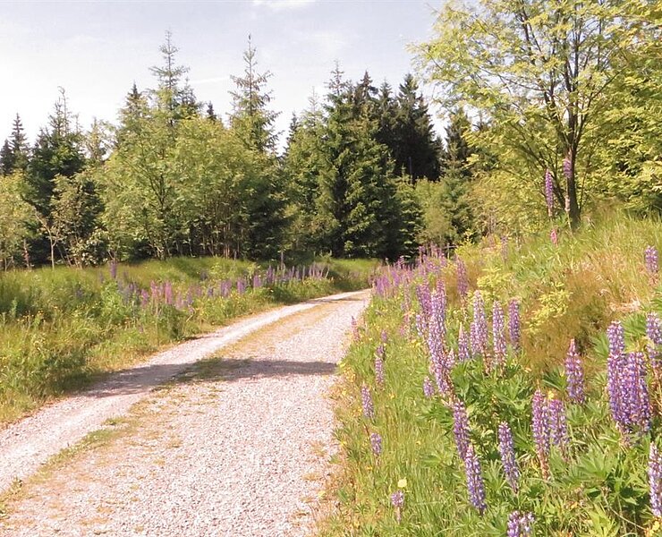 Wanderung auf dem Kamm des Erzgebirges ()