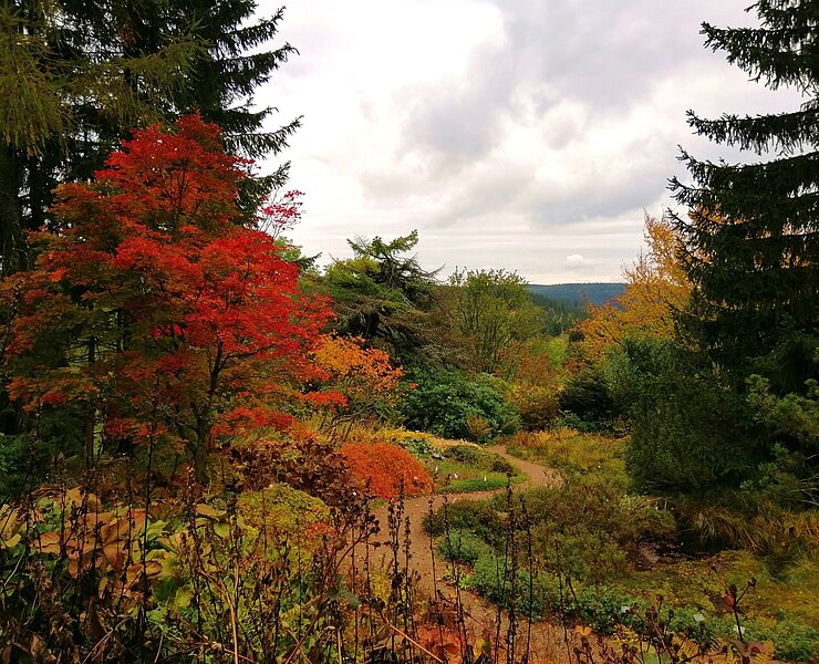 Botanischer Garten in Schellerhau im Herbst ()