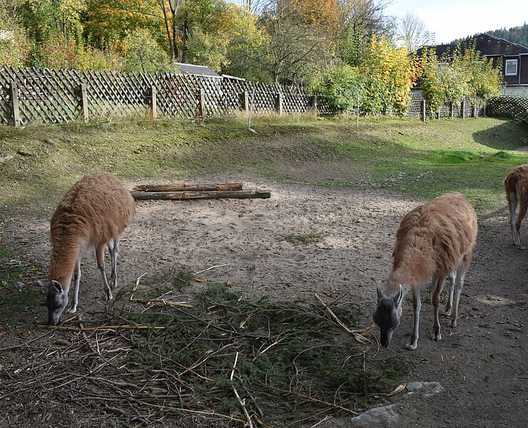 Guanakos im Tiergarten Thum (Corinna Bergelt)