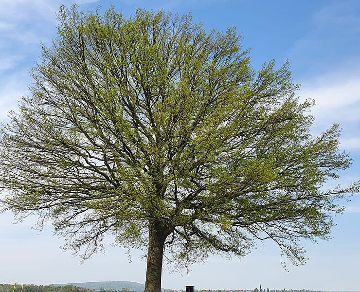 Ferienwohnung am Kugelbaum Lunzenau (Ilka Otto)