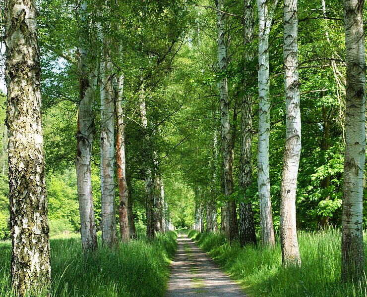 Johann Günzel - Allee (Bastian Rakow)