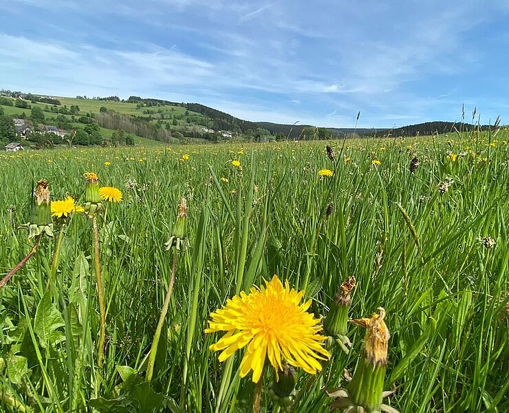 Kräuterwanderung Breitenbrunn ()