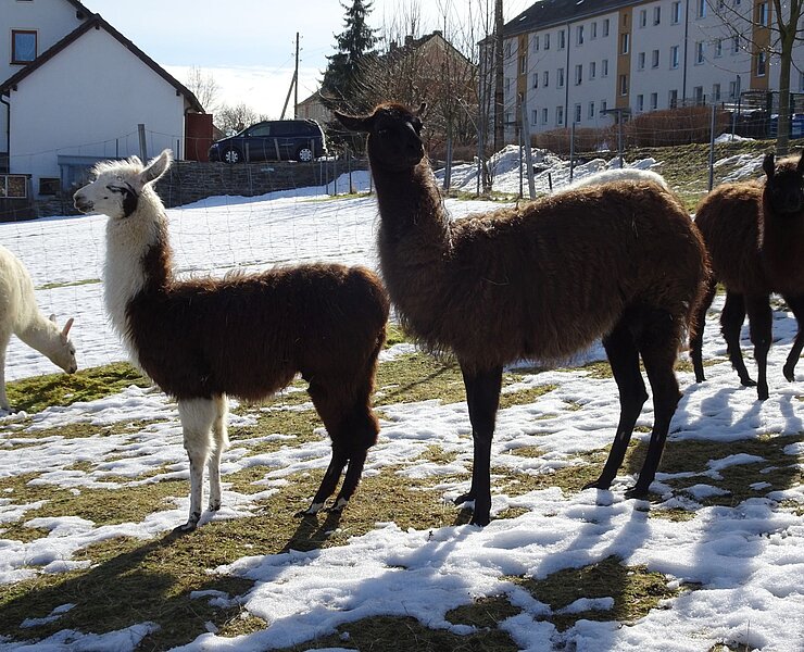 Lamas im Gehege Auerbach (Silke Möckel)