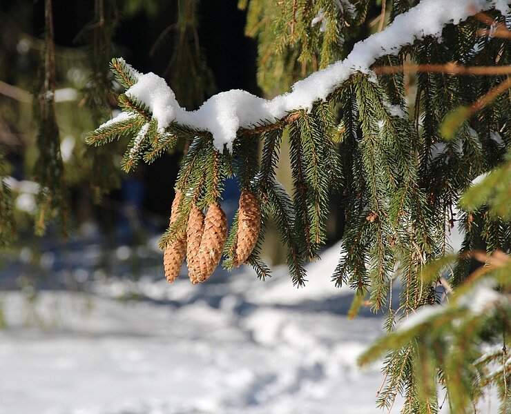 Winterlandschaft (3) (Vanessa Schüppel)