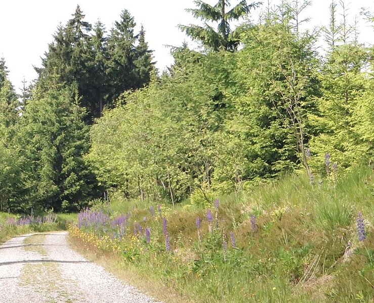 Wanderweg zur Schutzhütte an der Talsperre ()