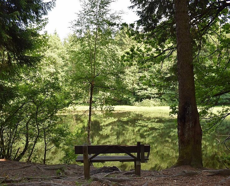 Buschmühlenteich im Abtwald zwischen Gelenau und Burkhardtsdorf (Corinna Bergelt)