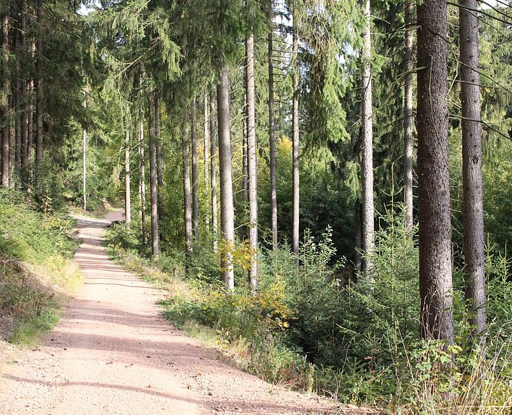 Pionierweg zum Christelgrund zwischen Thalheim und Zwönitz (Vanessa Schüppel)