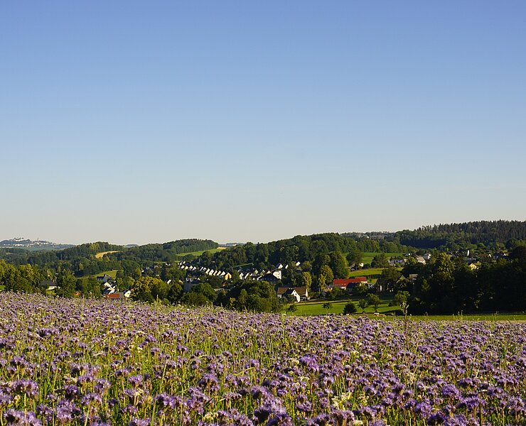 Blick über das sommerliche Borstendorf (Robert Arnold, Gemeinde Grünhainichen)