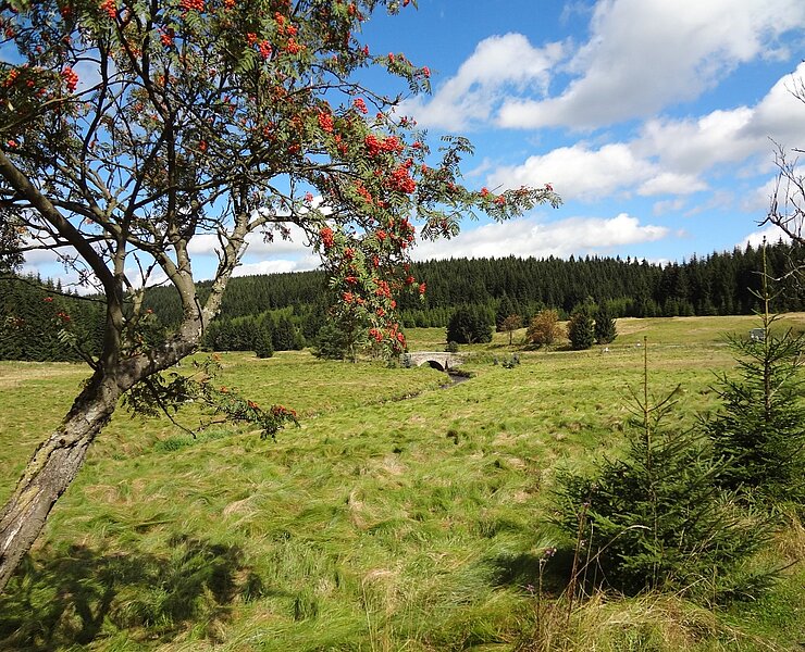  (R. Bräuer)