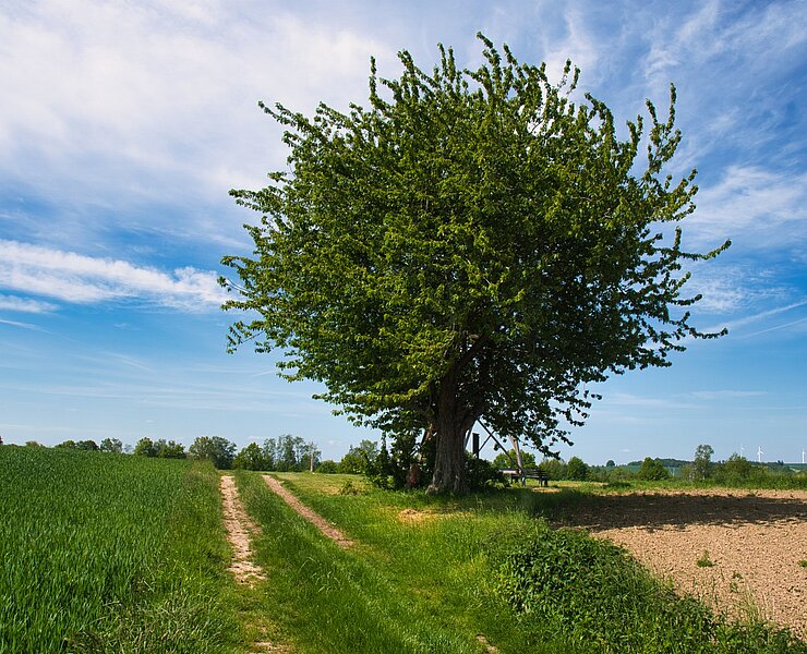 Blick auf den alten Kirschbaum am Sühnekreuz in Cossen (Bastian Rakow)