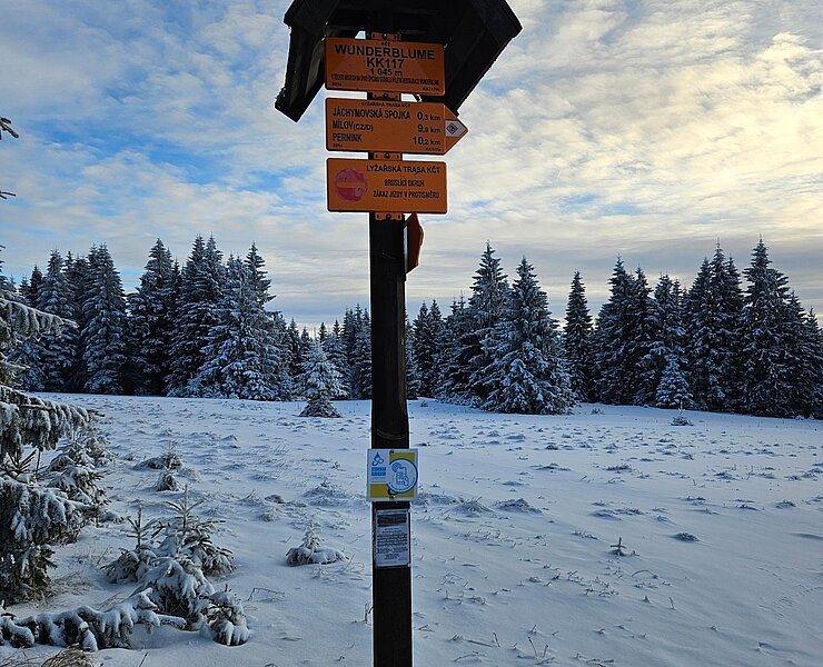 Checkpoint Wunderblume (Ronny Schwarz)