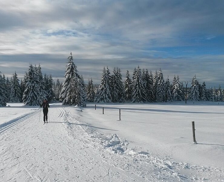 Wunderblume_4_web ()