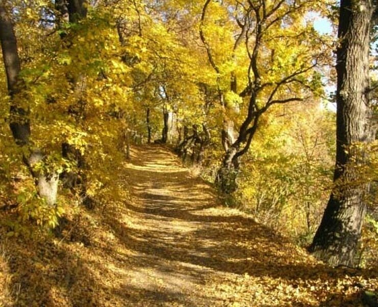 Bergbaulandschaft Steinknochen - Alter Bergmannspfad (WFE GmbH Annaberg-Buchholz)