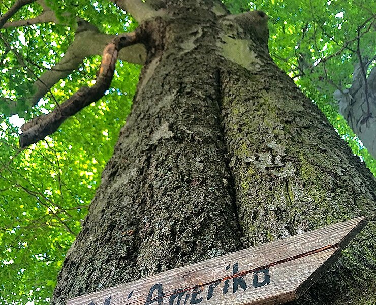 Bahn-Einschnitt Firstenweg mit Wegweiser Richtung Neu-Amerika (Andreas Göbel)