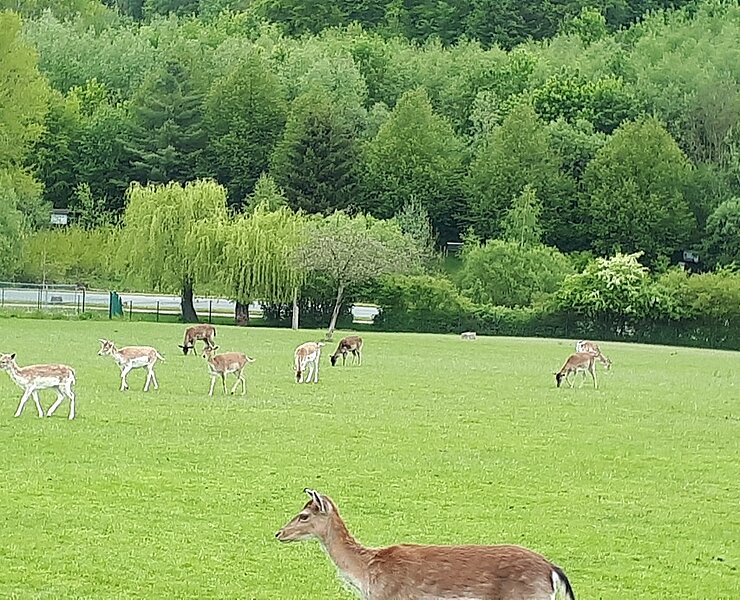 Kurpark mit Damwildgehege in Bad Schlema ()