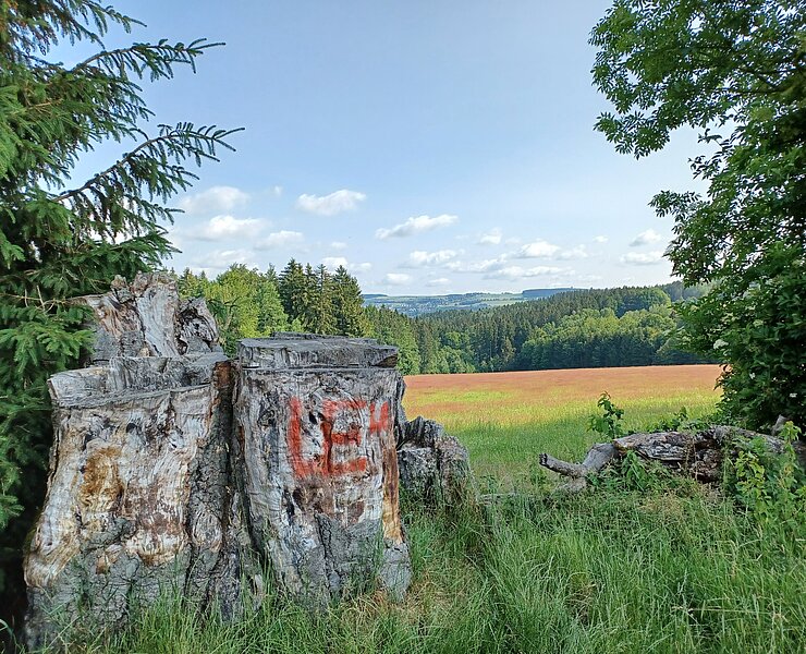 Neunstämmige Buche (Wanderbarer Silberberg PM)
