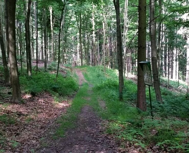 Naturlehrpfad Richtung Hennersdorf (Sabine May)