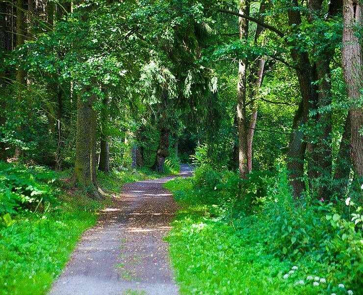 Wald bei Weißenborn (A. Klich)