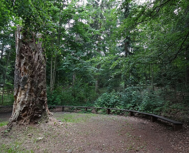 Stadtpark Thum ()