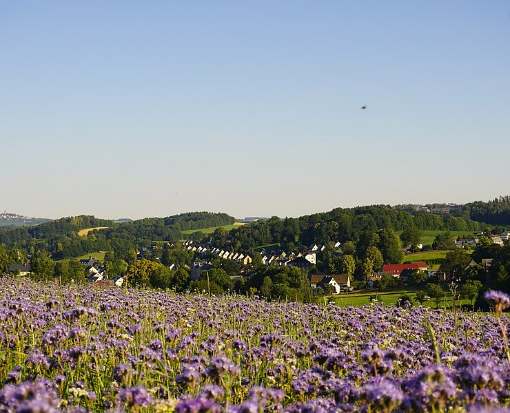 Blick über Borstendorf (Robert Arnold, Gemeinde Grünhainichen)
